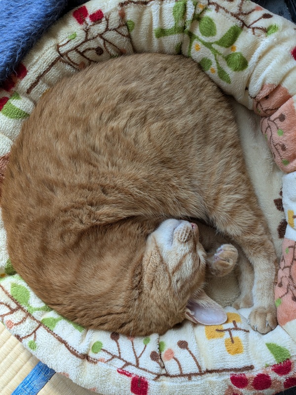 tamakichi's profile picture